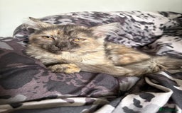 Mixed Breed cats for sale: Kitten for sale  - Image 1