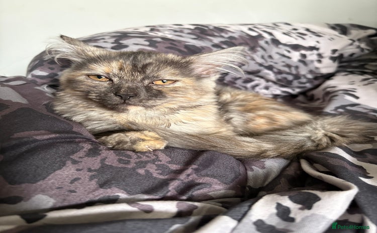 Mixed Breed cats - Advert 6