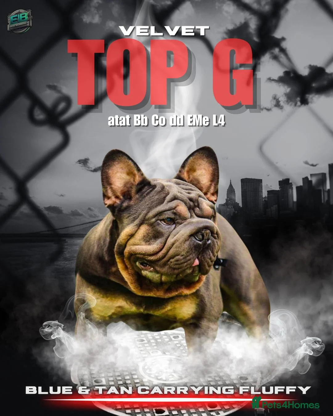 French Bulldog dogs for stud: VELVET BULLDOG  - Advert 6