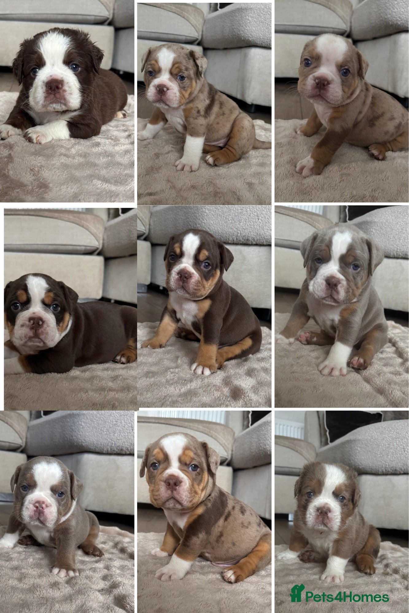 Olde English Bulldogge dogs Olde English Bulldogge Pups 💙🩷 - Advert 10