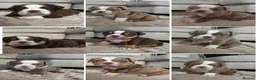 Olde English Bulldogge dogs for sale: Stunning! Olde English Bulldogges - Advert 16