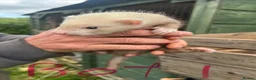 Ferret rodents for sale: Baby ferrets for sale  - Advert 5