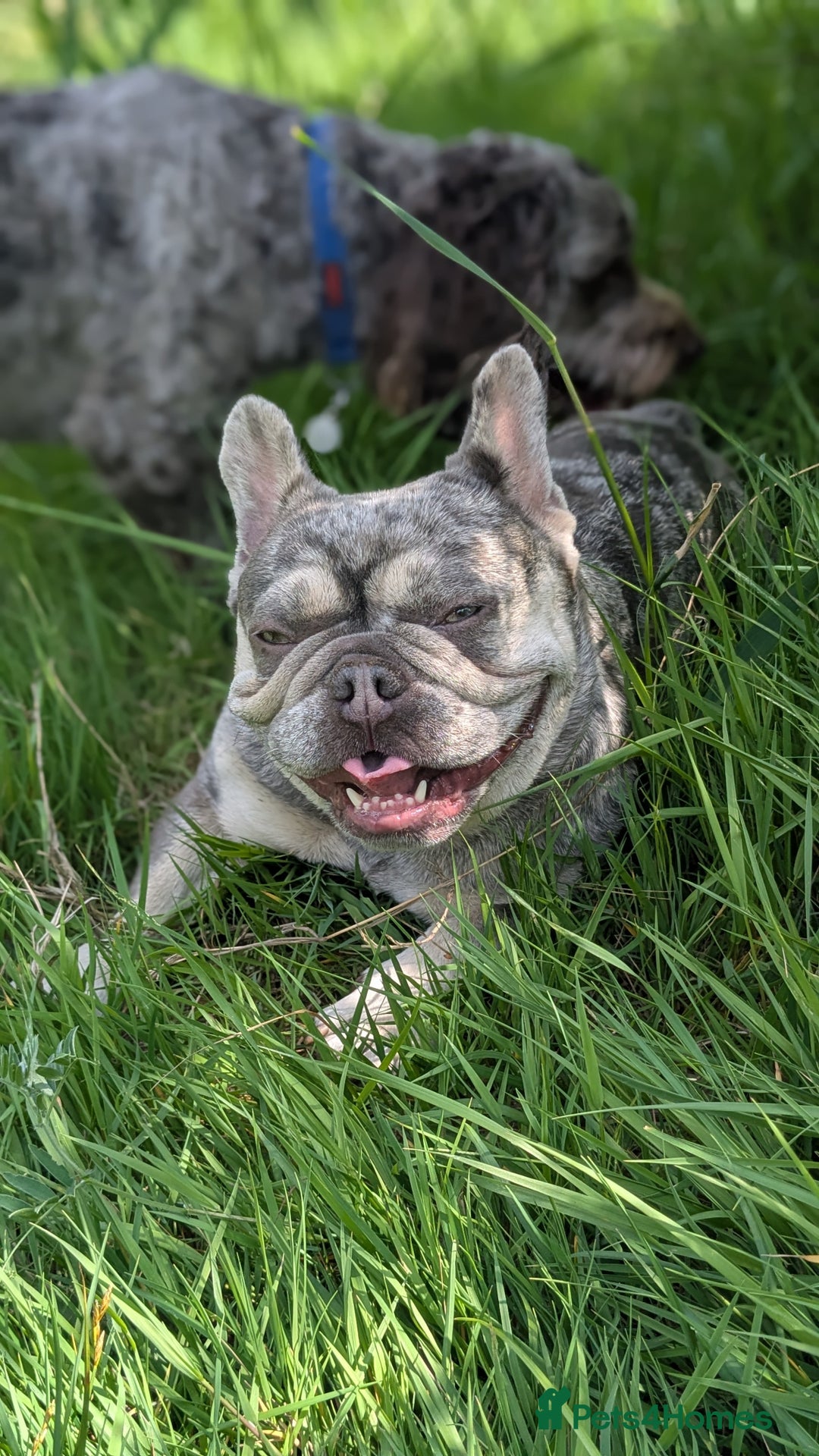 French Bulldog dogs for sale: Merle Frenchie looking for a new home  - Image 3