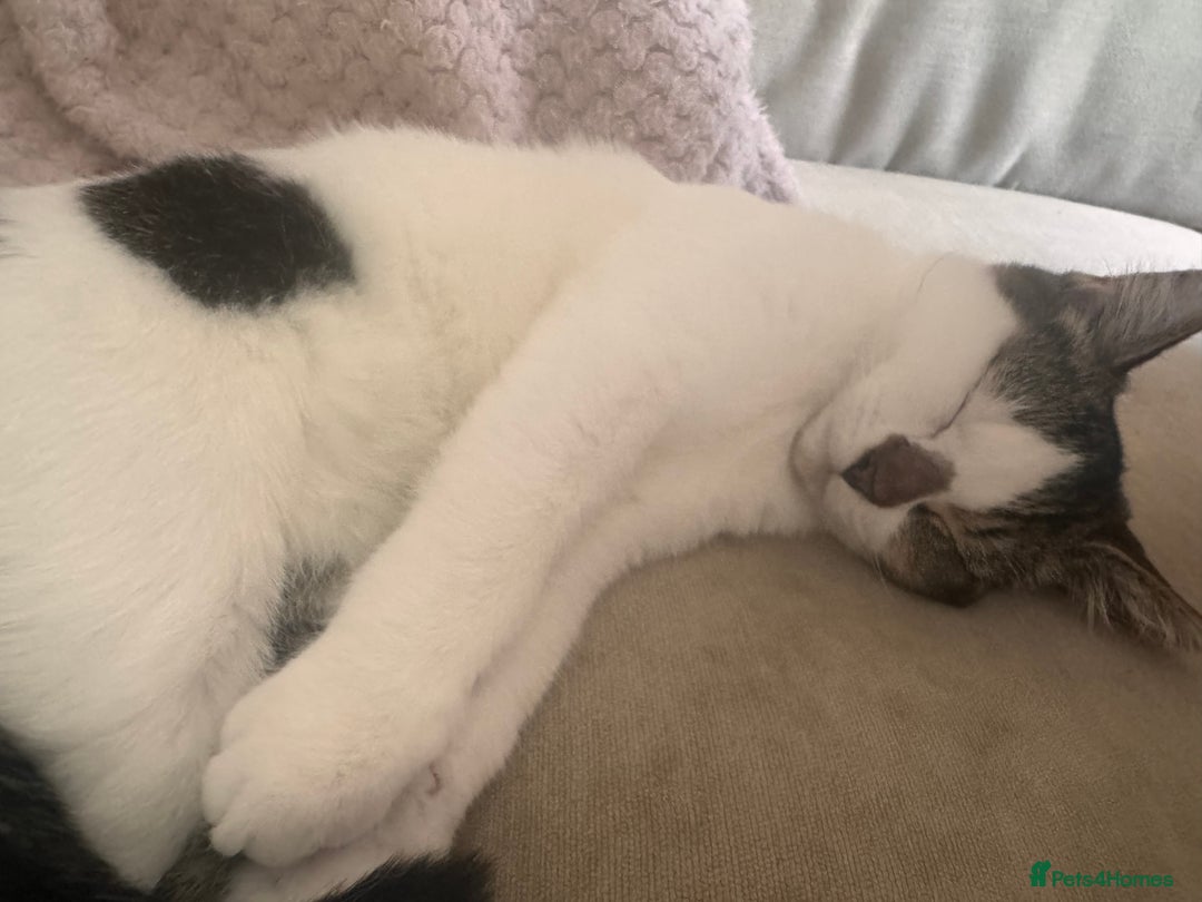 British Shorthair cats for sale: Two male kittens for sale - Advert 2