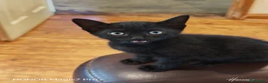 Domestic Shorthair 4