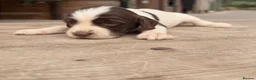 English Springer Spaniel dogs for sale: KC registered Springer Spaniel Puppies - Advert 6