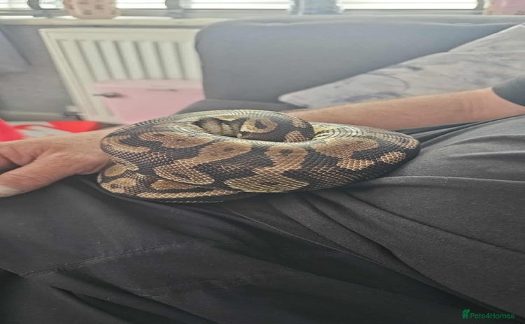 Snake reptiles - Advert 1