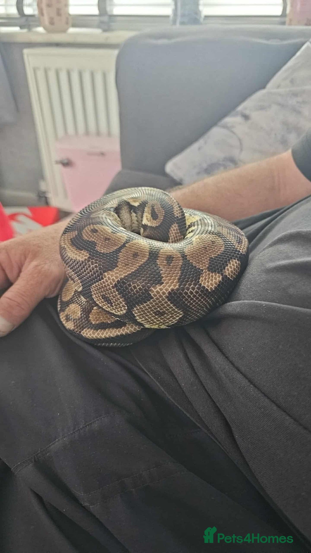 Snake reptiles for sale: Ball python snake - Image 1