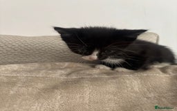 Mixed Breed cats for sale: 5 Beautiful Kittens - Image 4