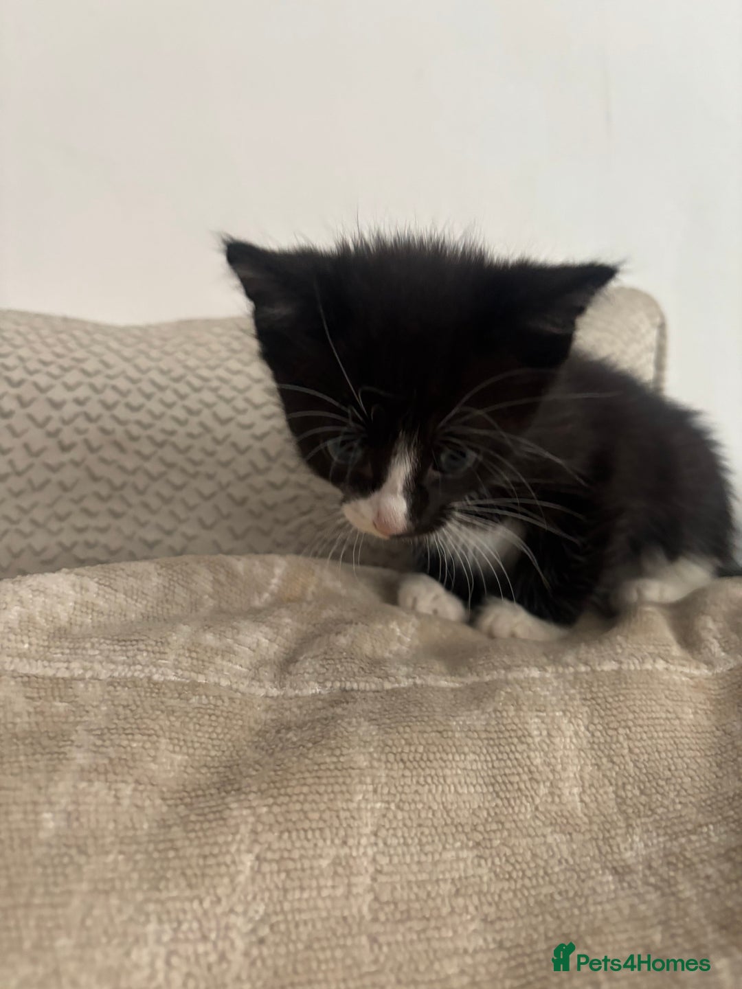 Mixed Breed cats for sale: 5 Beautiful Kittens - Image 4