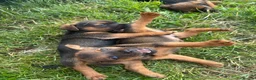 Patterdale Terrier dogs for sale: Patterdale puppies for sale - Advert 3