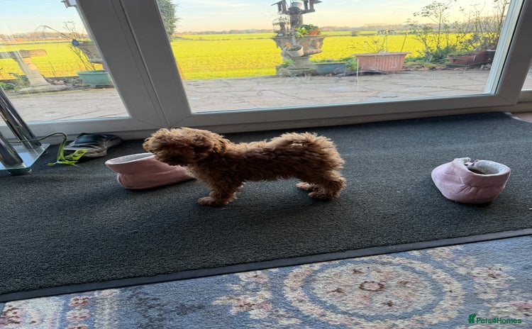 Toy Poodle dogs Quality fox red toy poodle male puppy - Advert 7