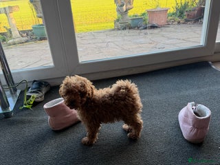 Toy Poodle dogs Quality fox red toy poodle male puppy - Advert 4