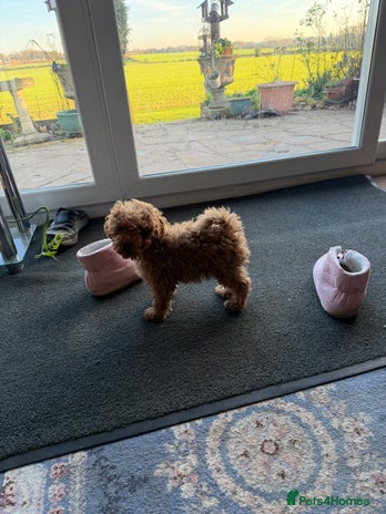 Toy Poodle dogs Quality fox red toy poodle male puppy - Advert 2