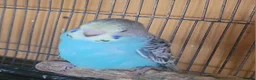 Budgerigars birds for sale: Baby Budgies (no offers) - Advert 2