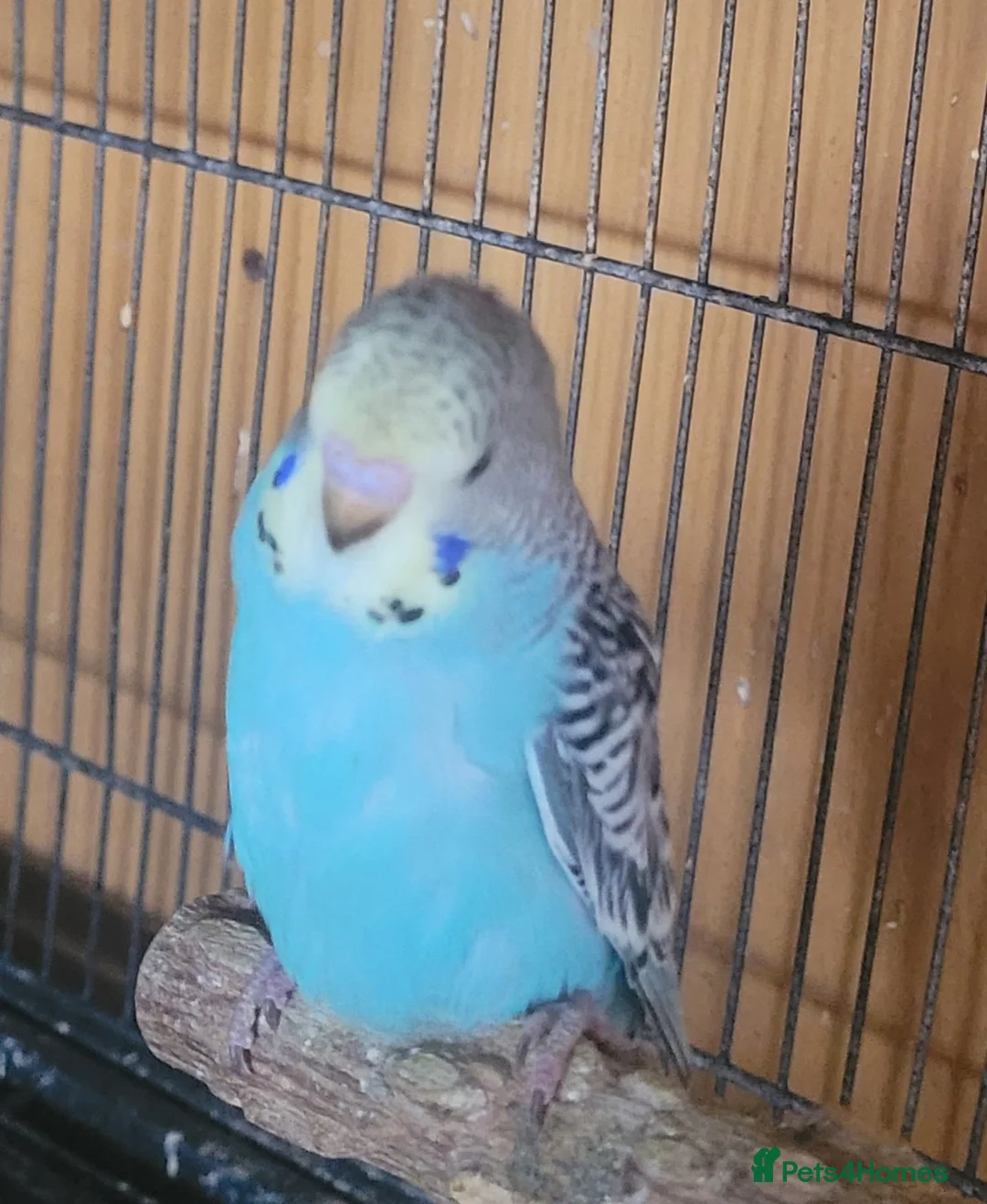 Budgerigars birds for sale: Baby Budgies (no offers) - Advert 2