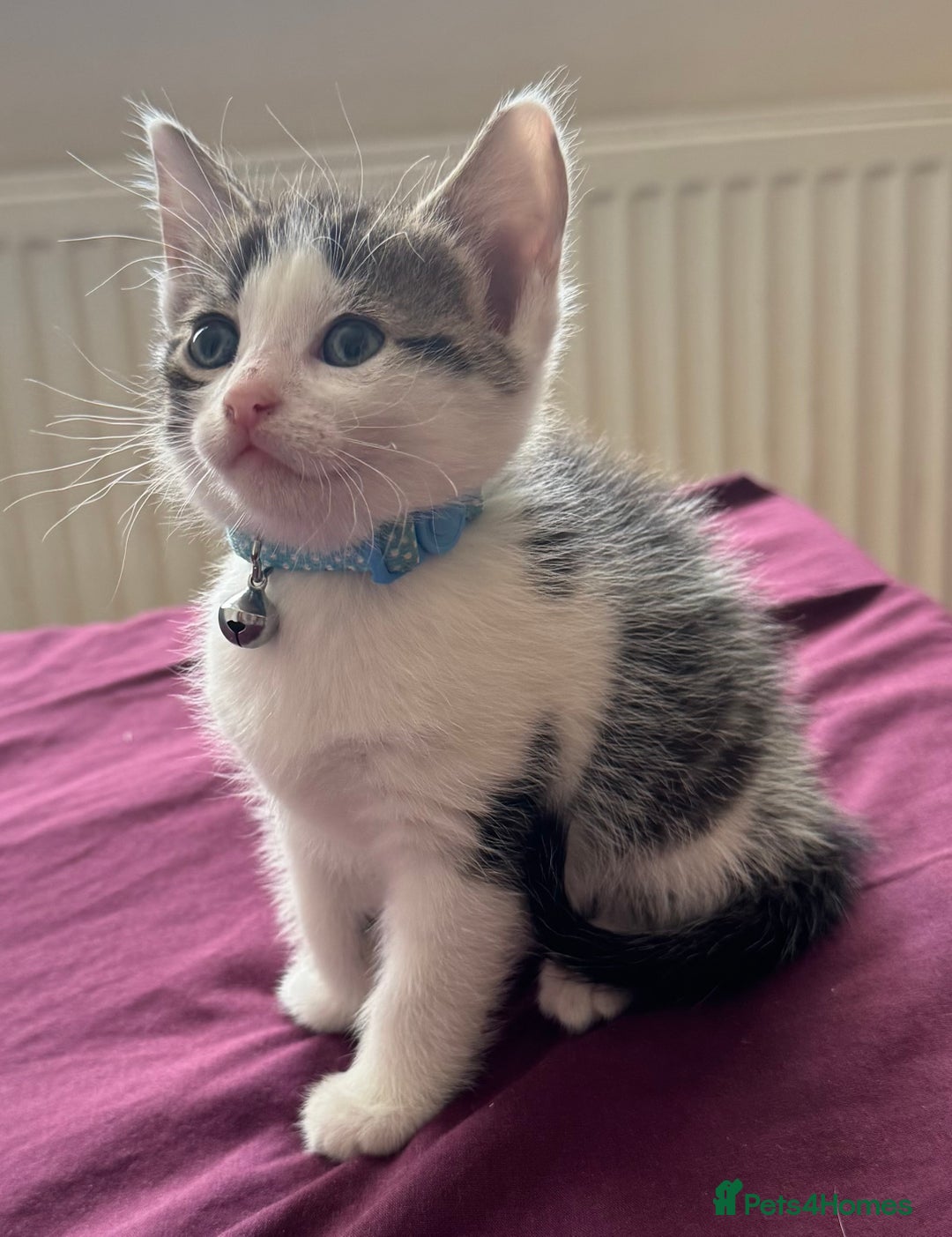 British Shorthair cats for sale: 2 boy kittens left - Image 1