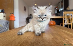 Ragdoll cats for sale: Ragdoll Kittens for Sale - Image 18