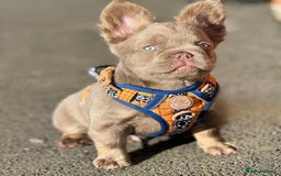 French Bulldog dogs for sale: Isabella & Tan fluffy French bulldoy - Image 9