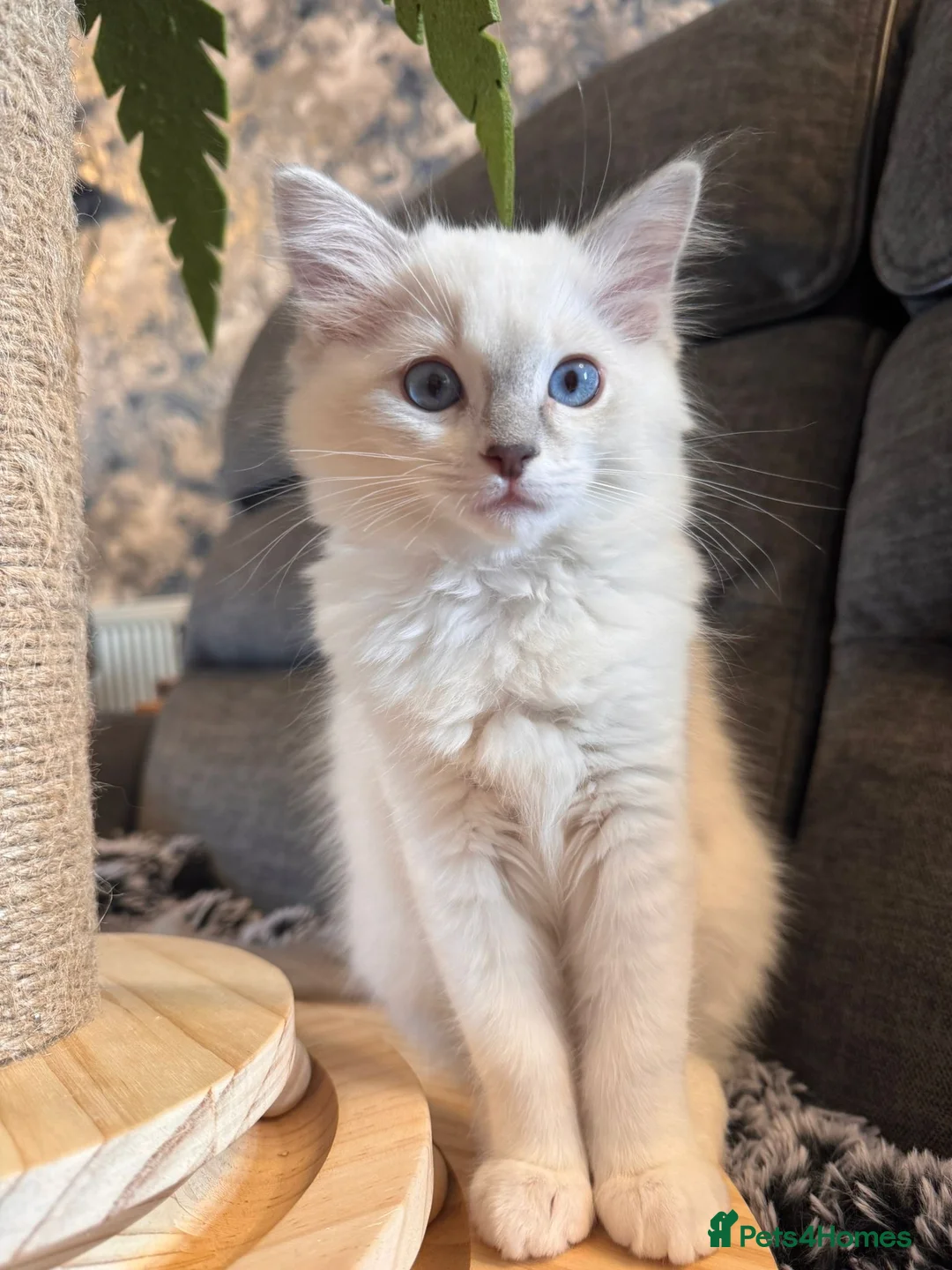 Ragdoll cats for sale: Now ready to leave – Blue Point– TICA Registered - Advert 26