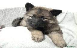 German Shepherd dogs for sale: BEAUTIFUL SABLE GERMAN SHEPHERD PUPS - Image 2