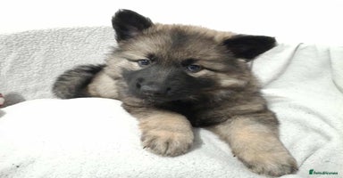 German Shepherd dogs - Advert 2