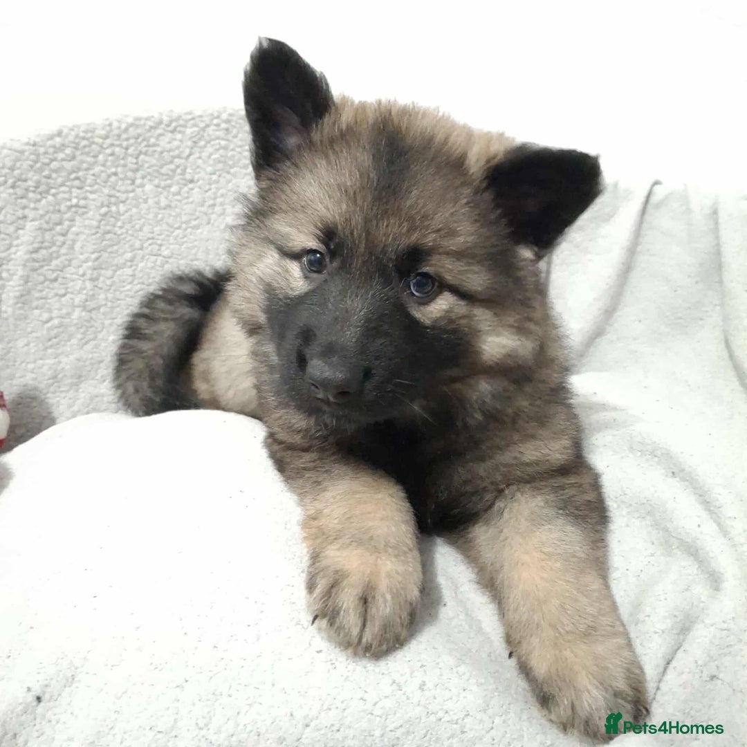 German Shepherd dogs for sale: BEAUTIFUL SABLE GERMAN SHEPHERD PUPS - Image 2