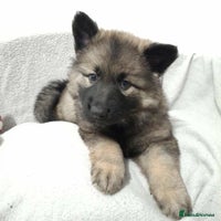 German Shepherd dogs - Advert 2