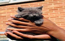 Mixed Breed cats for sale: Four Little Pawsomes Looking for Forever Homes!  - Image 9