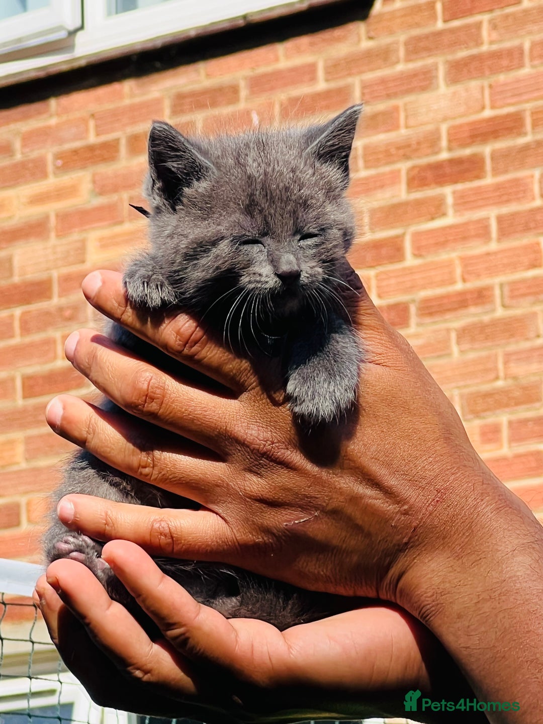Mixed Breed cats for sale: Four Little Pawsomes Looking for Forever Homes!  - Image 9