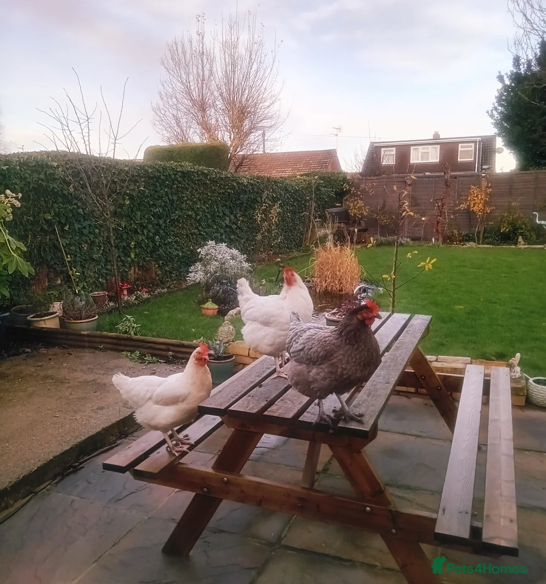 Chickens poultry for sale: Gorgeous Friendly Hens for Sale with Coop - Advert 6