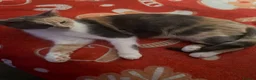 Mixed Breed cats for sale: Beautiful fur babies to go to lovley homes :)  - Advert 5