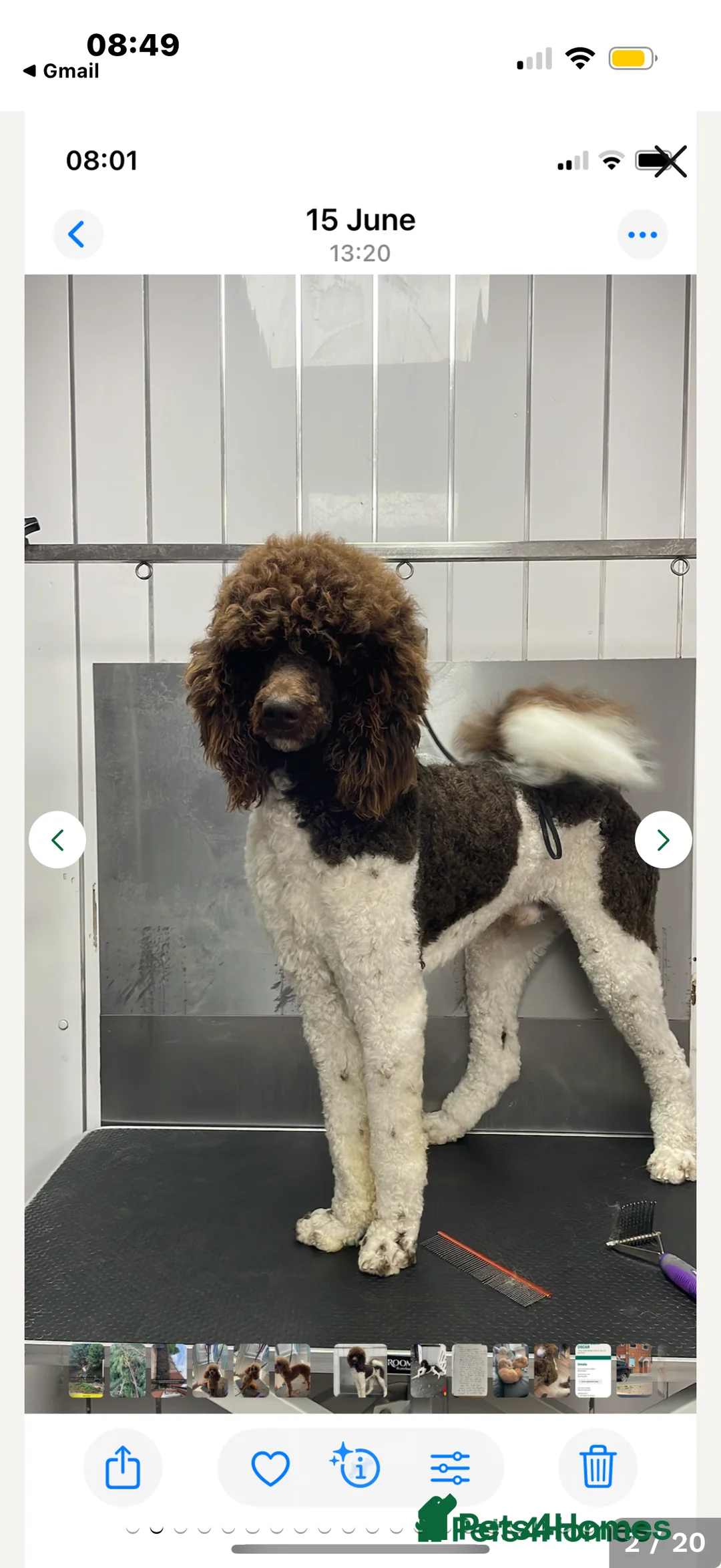 Standard Poodle dogs for sale: Standard poodle puppies  - Advert 15