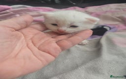 British Shorthair cats for sale: Darling Kittens  - Image 3