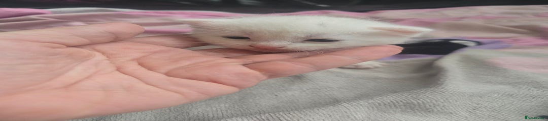 British Shorthair Kitten 3