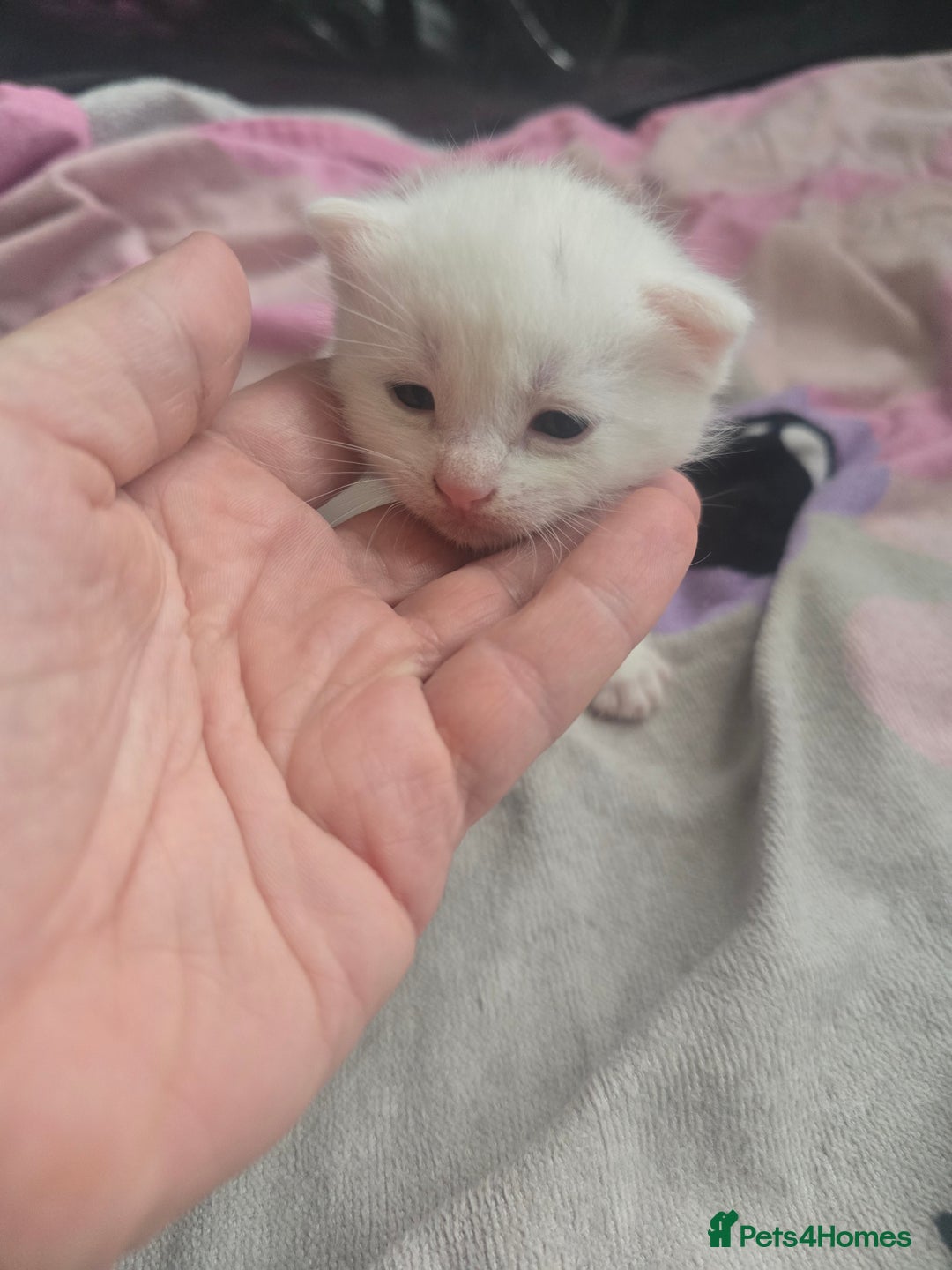 British Shorthair cats for sale: Darling Kittens  - Image 3