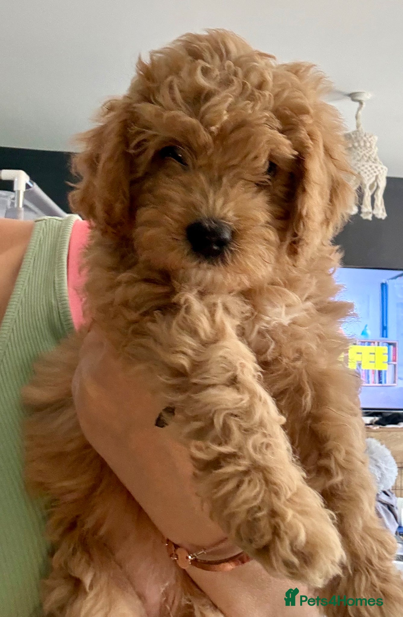 Cavapoo dogs VIEWINGS WELCOME. 6 pups, Only 2 left available. - Advert 14