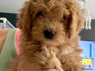 Cavapoo dogs 3 GIRLS LEFT, 1st VACS DONE, READY TO LEAVE - Advert 1