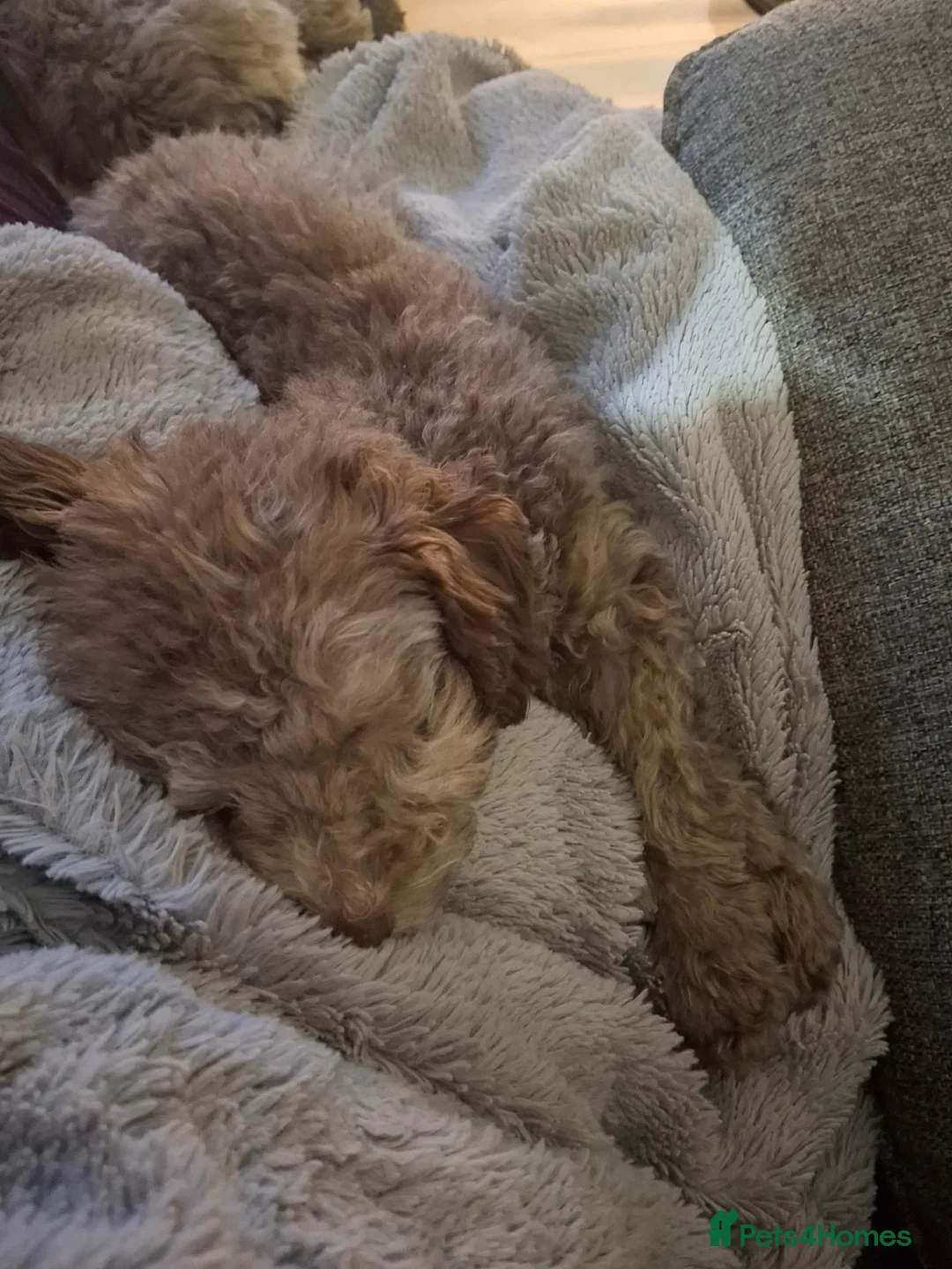 Cockapoo dogs for sale: Teddy in Dudley - Advert 2