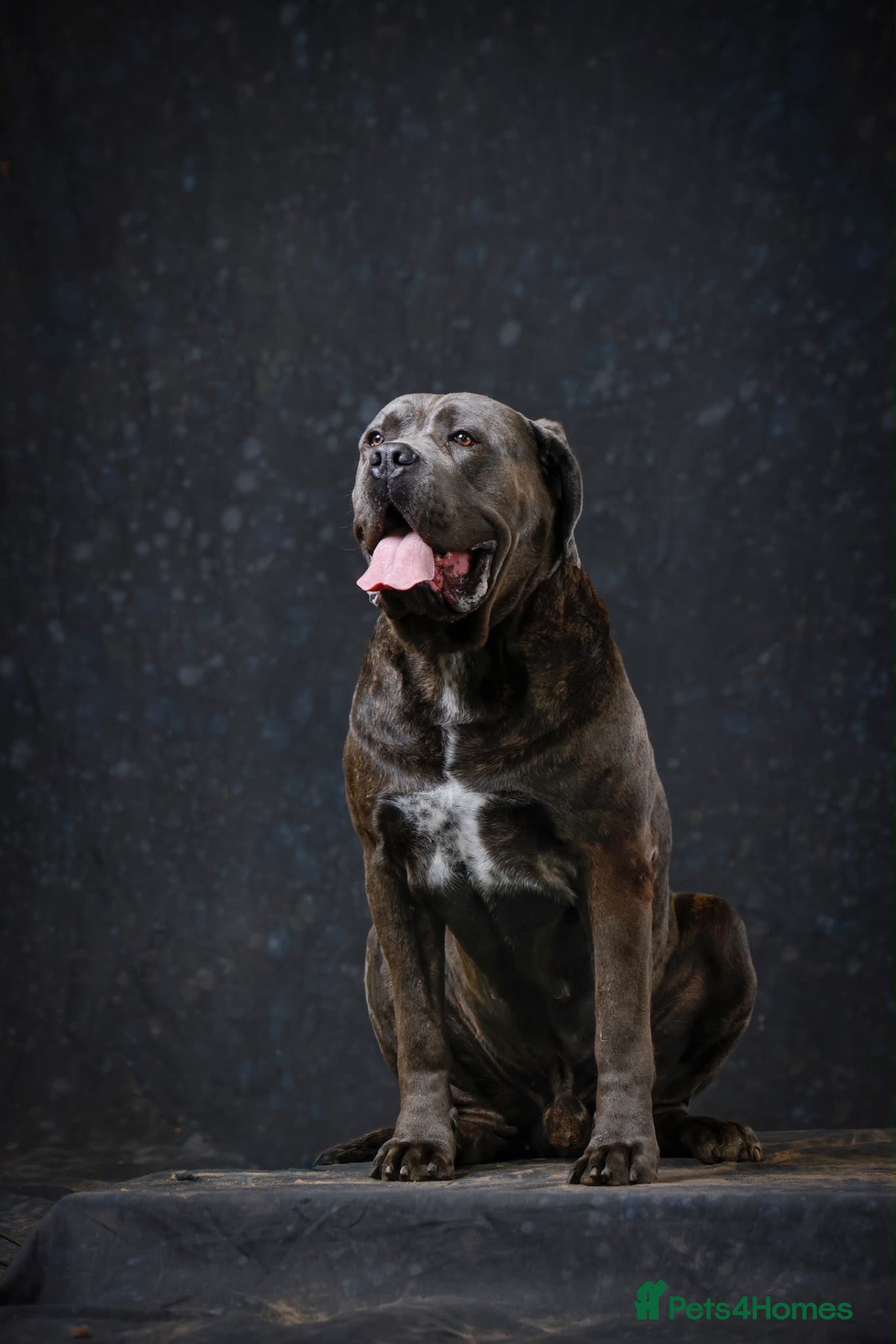 Cane Corso dogs Dell’Angra / Del Dyrium stud  - Advert 2