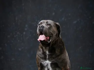 Cane Corso dogs Dell’Angra / Del Dyrium stud - Advert 2