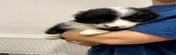 Mixed Breed dogs for sale: Adorable Bearded Collie X Border Collie puppies in Chesterfield - Advert 4