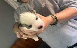 Siberian Husky dogs for sale: Rare piebald husky puppies have now arrived  - Image 15