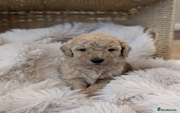 Australian Labradoodle dogs for sale: Minature Austrailian labradoodles - Image 10