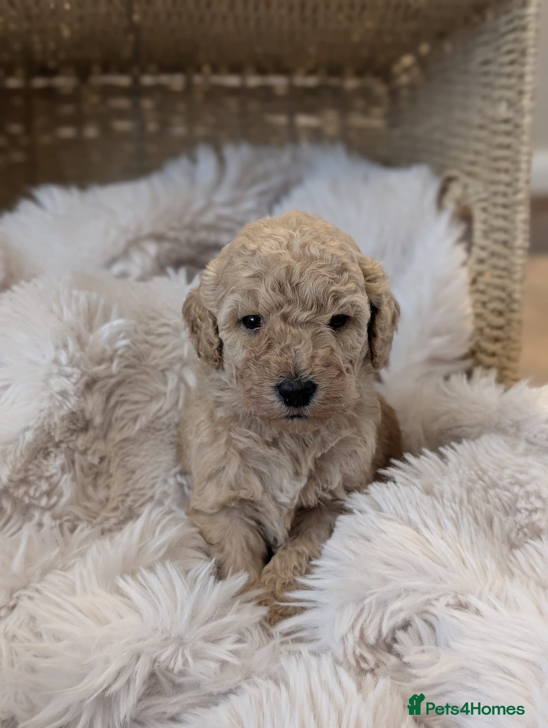 Australian Labradoodle dogs for sale: Minature Austrailian labradoodles - Image 10