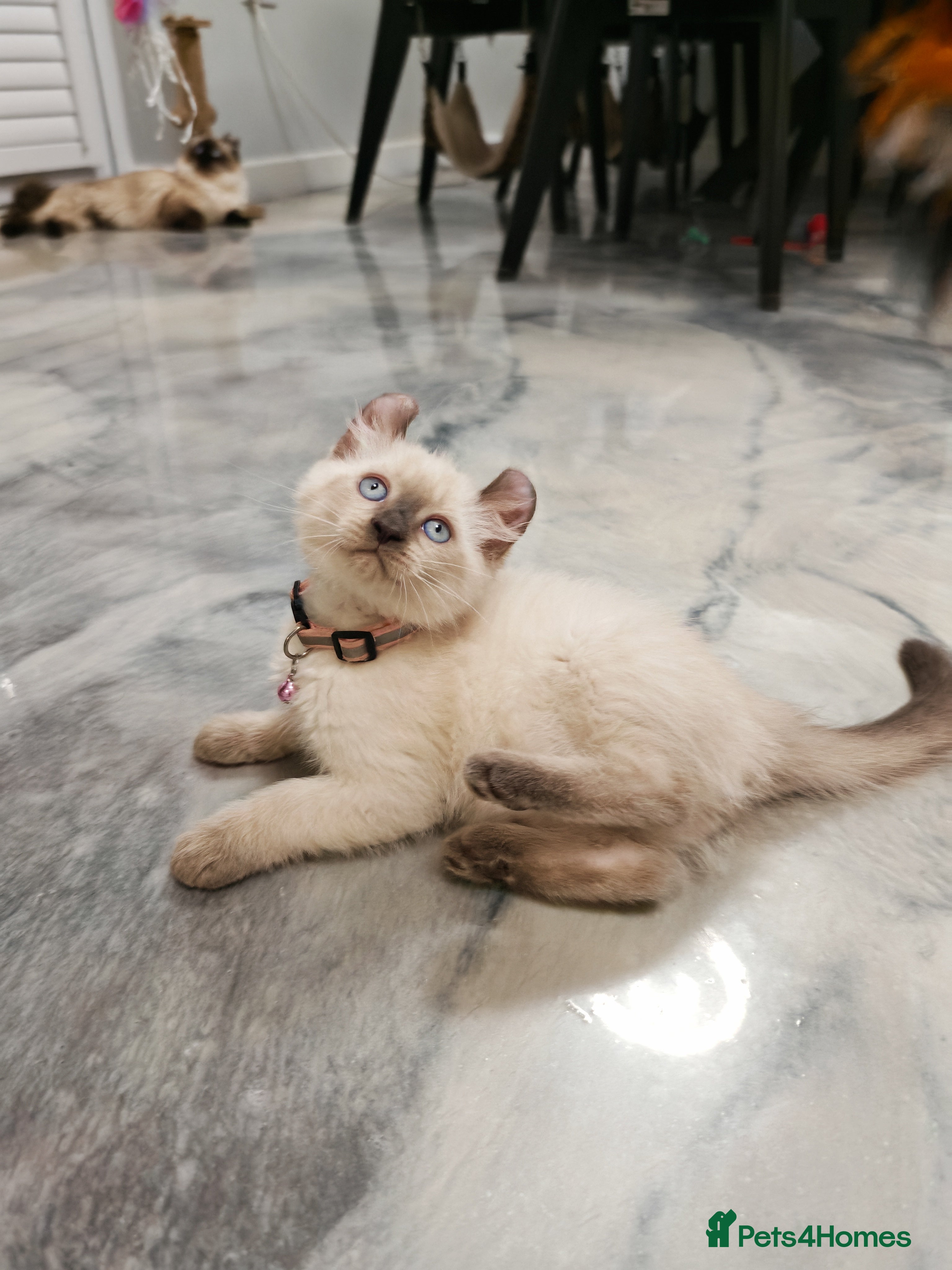 American Curl cats RARE, Unique, Affectionate American Curl Kittens!  - Advert 5