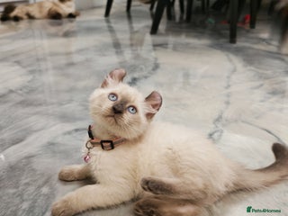 American Curl cats RARE, Unique, Affectionate American Curl Kittens! - Advert 3