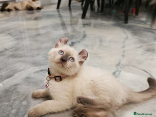 American Curl cats RARE, Unique, Affectionate American Curl Kittens! - Advert 5