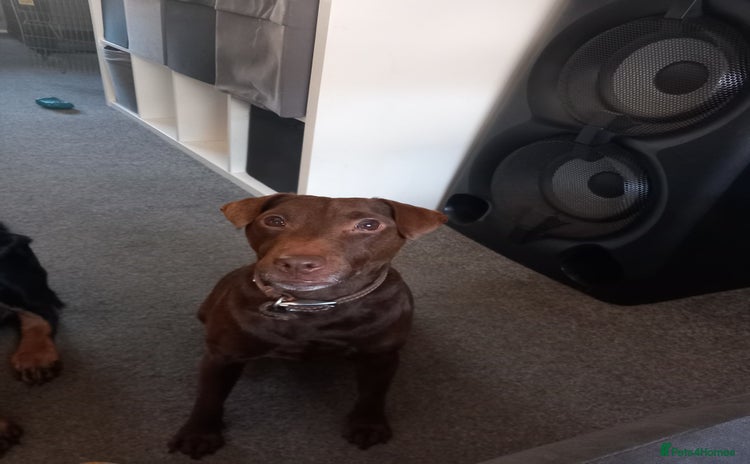 Patterdale Terrier dogs - Advert 2