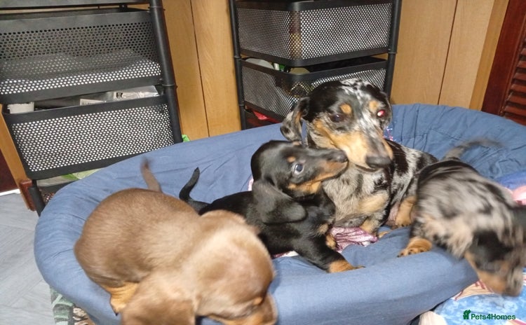 Dachshund dogs - Advert 1